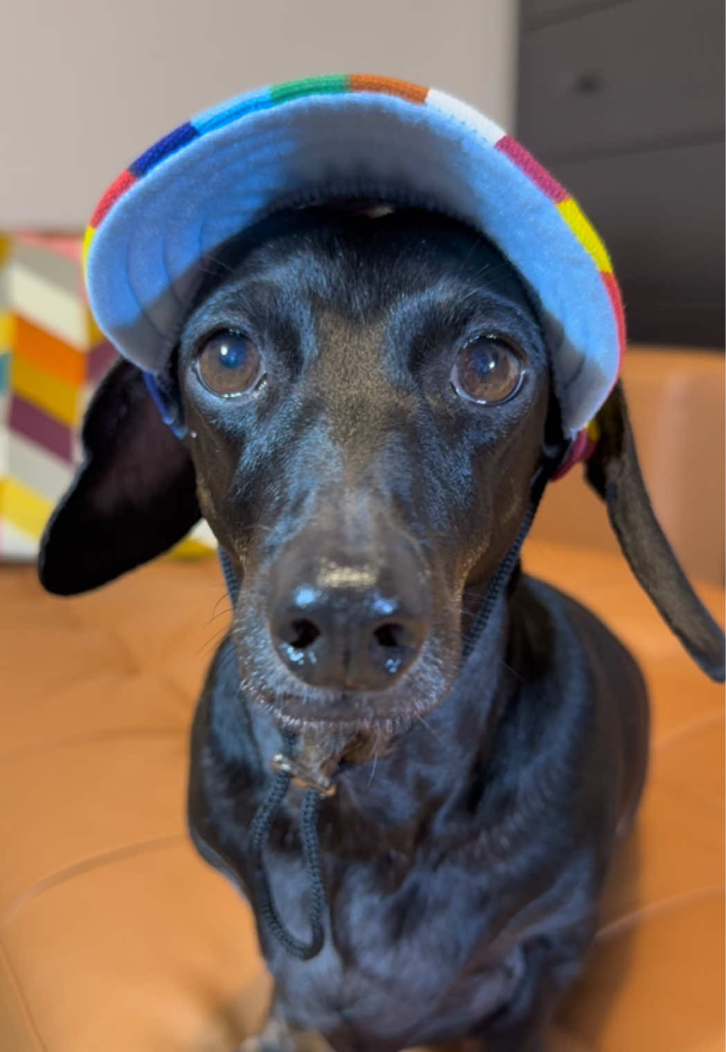 @🐾 Pajti kalandjai 🐾
