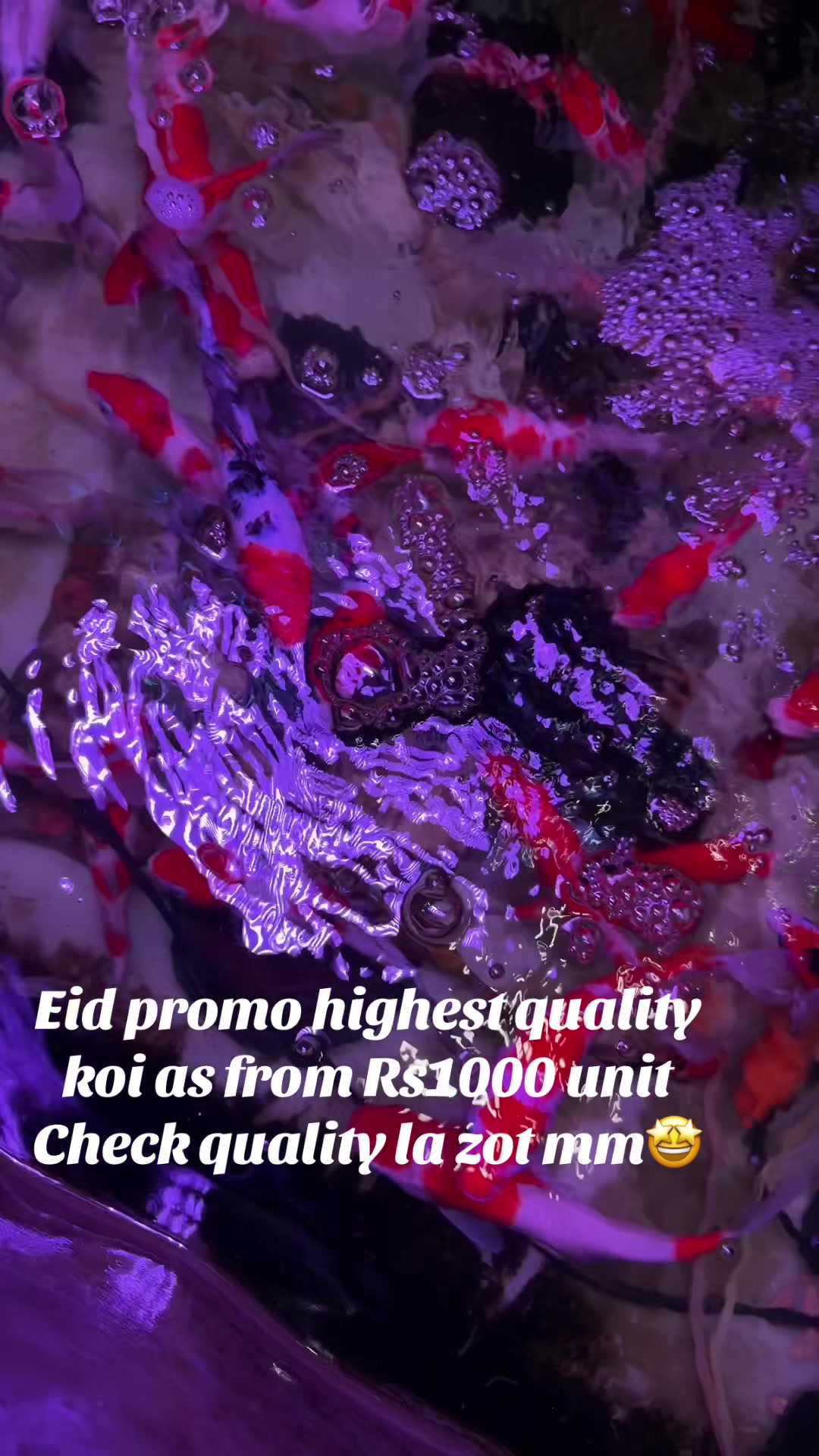 @YN Aquatics Ltd