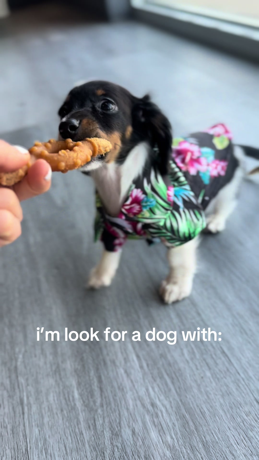 @Furry Babies