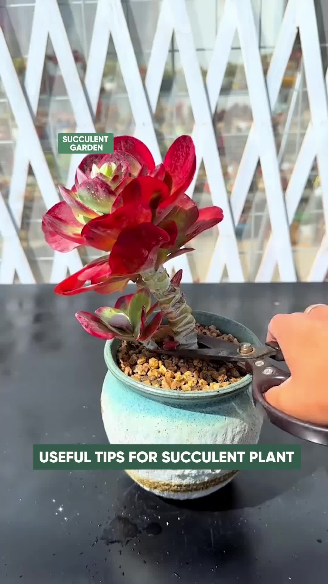 @Succulent Garden