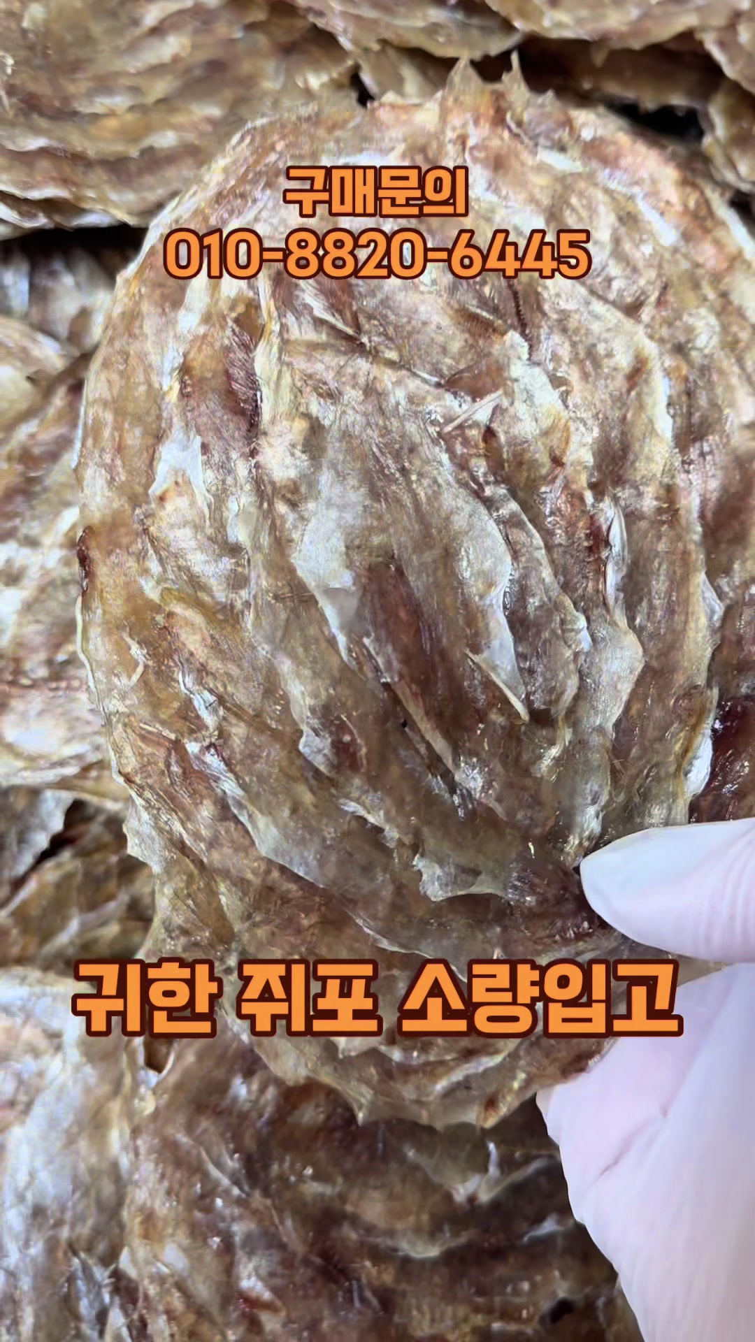 @숭사장건어물(숭사장오징어)🦑