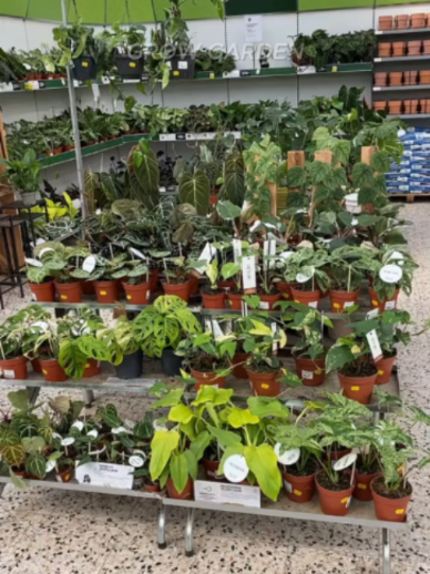 @Grow Garden | Plantas