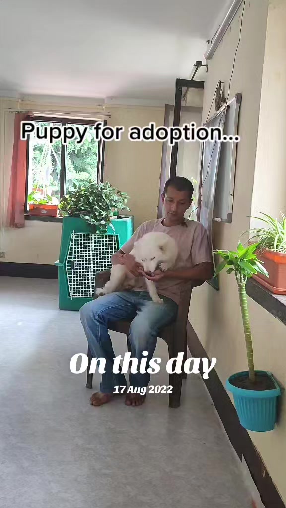 @Canine Companions Np