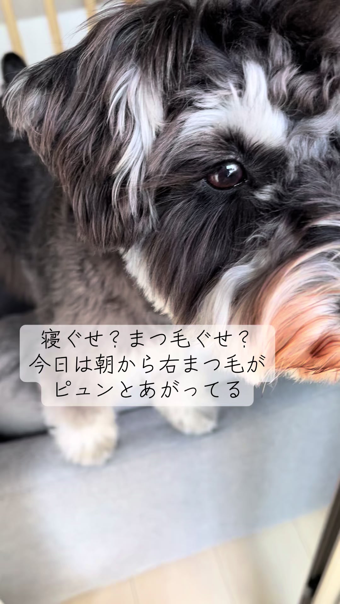 @ミニシュナらび