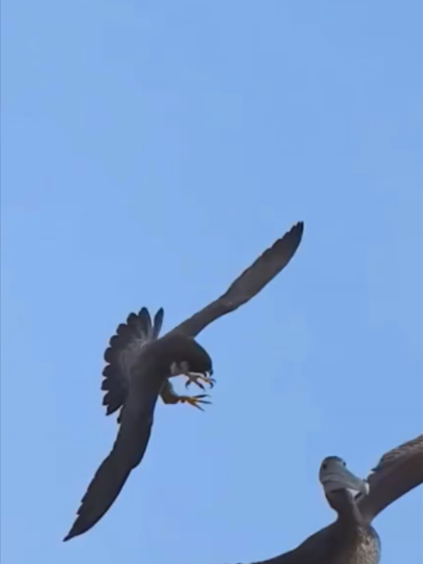@Mundo dos Animais
