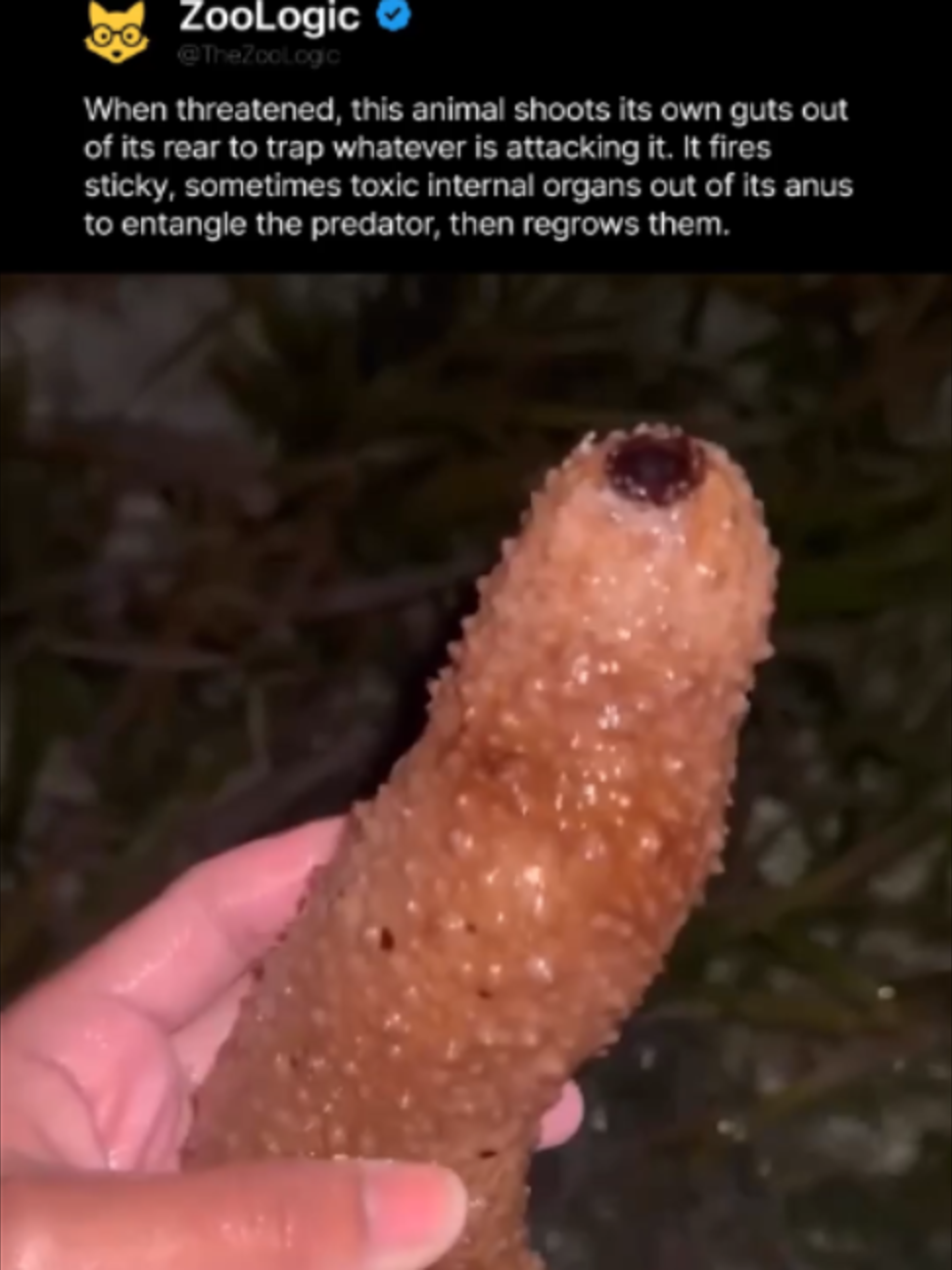 @ZooLogic