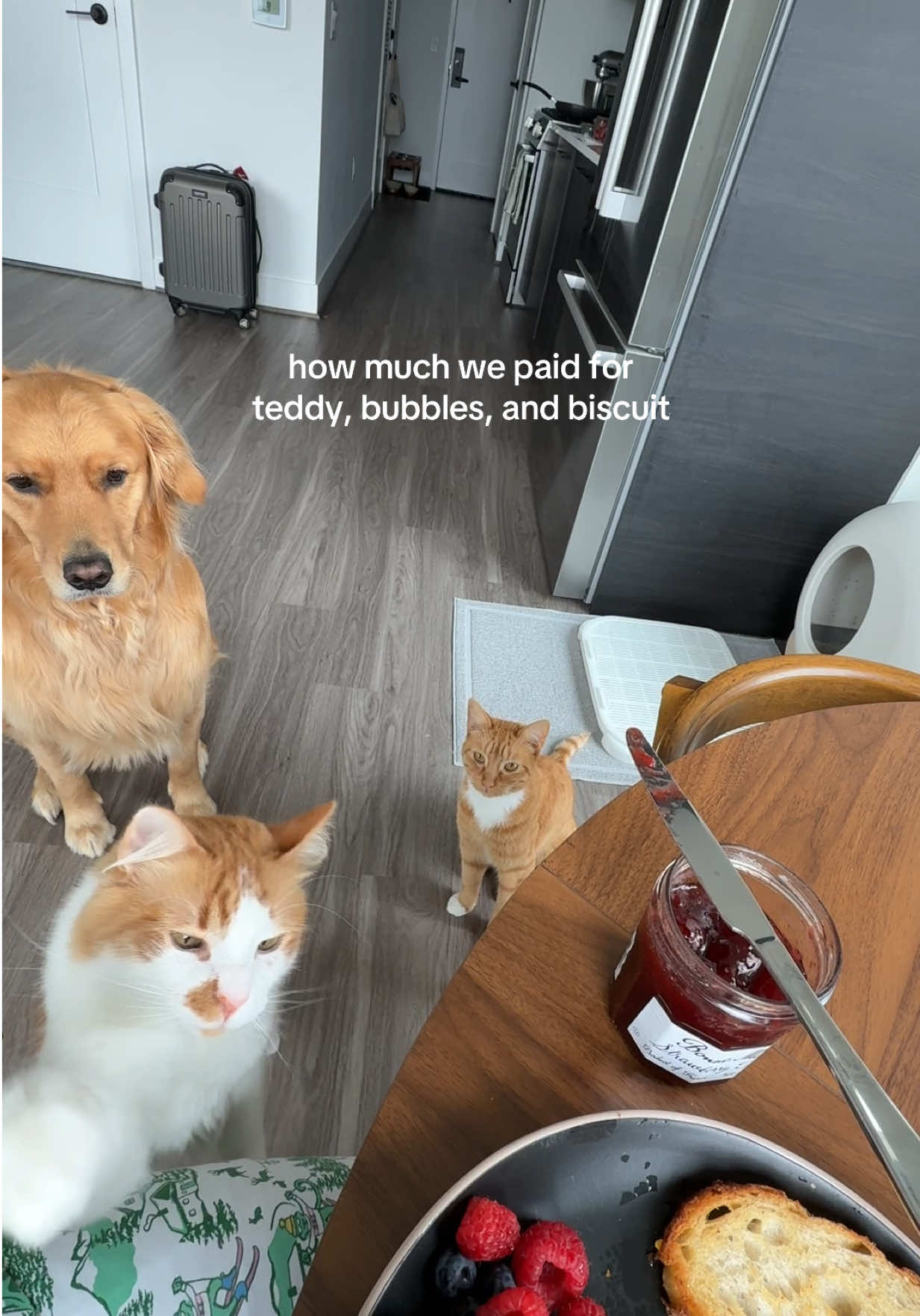 @Teddy, Bubbles, & Biscuit