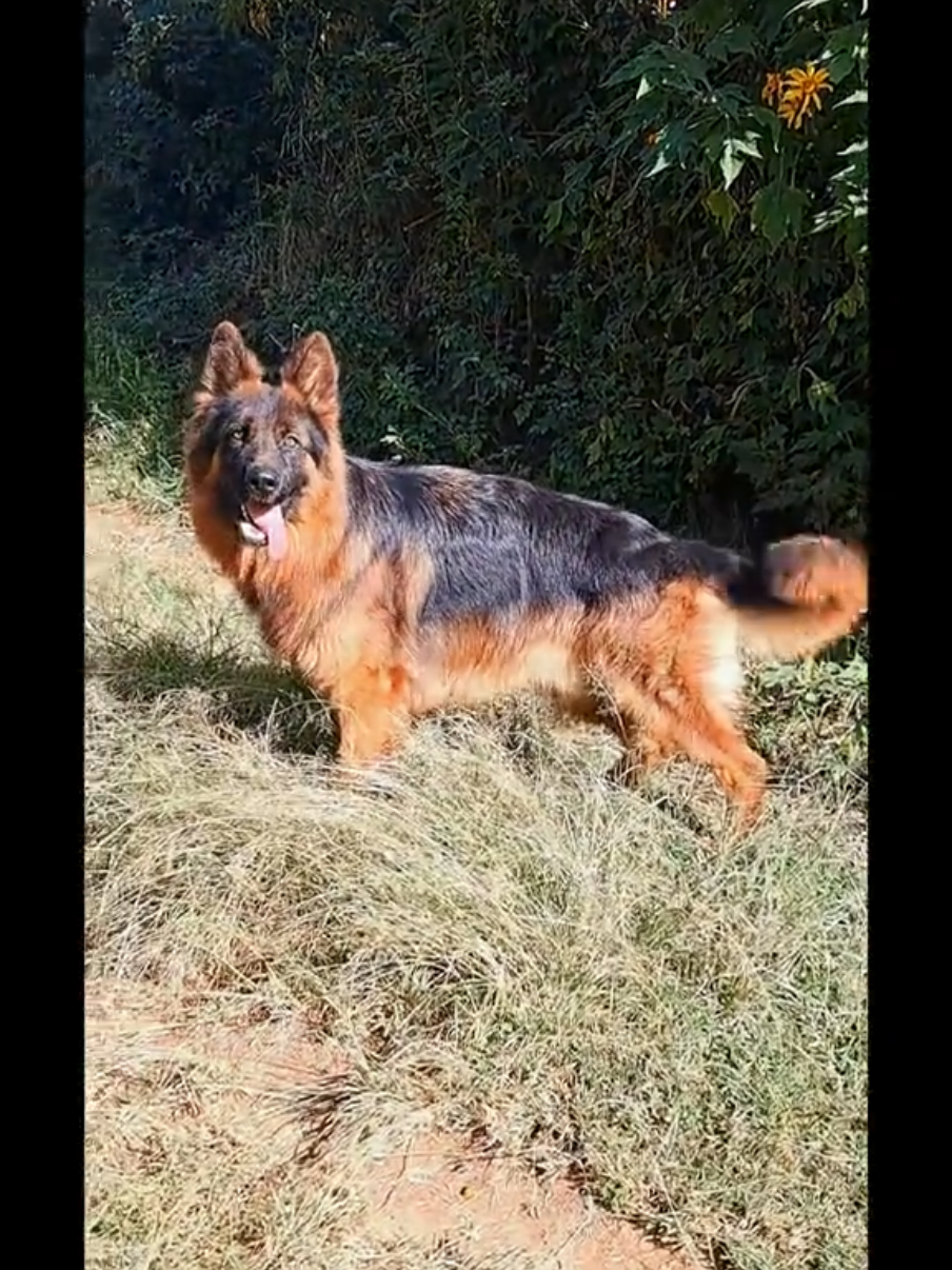 @Kims Kennel 🇰🇪