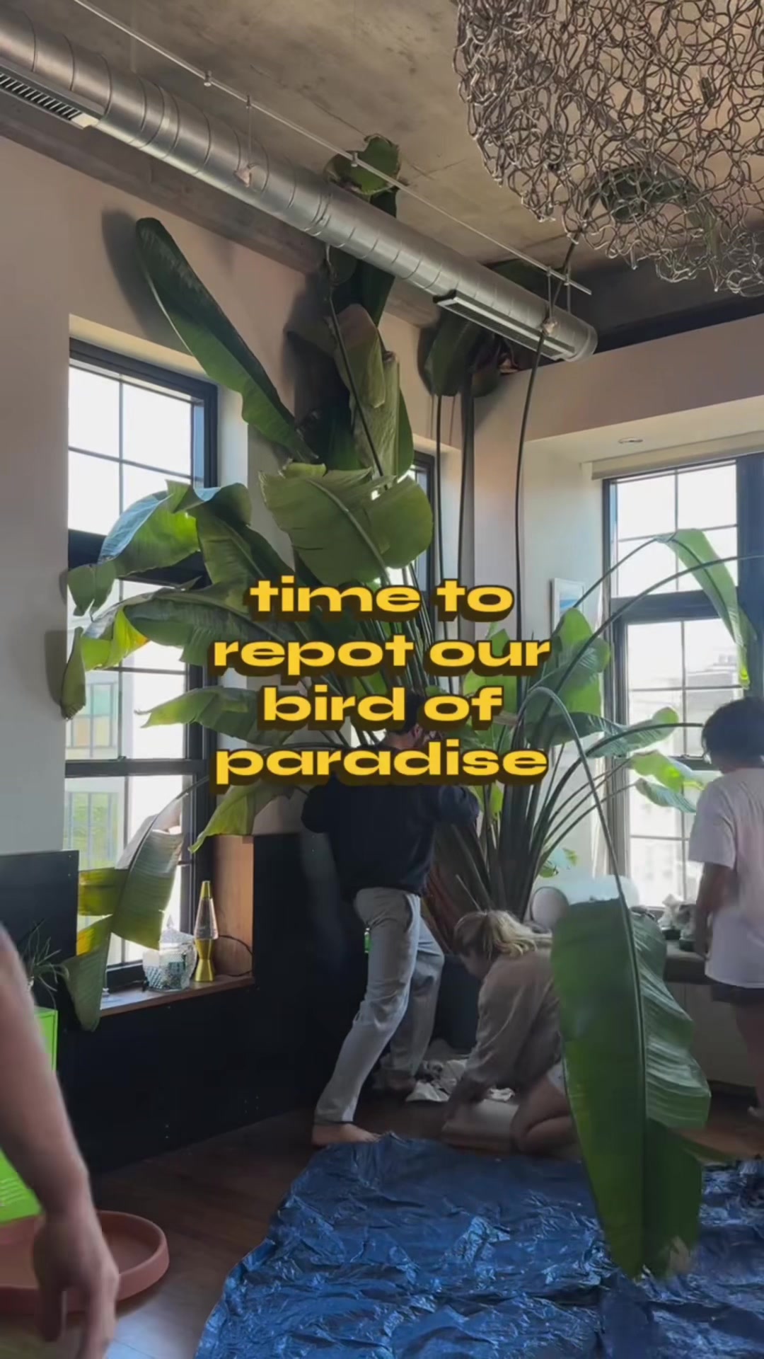 @sid