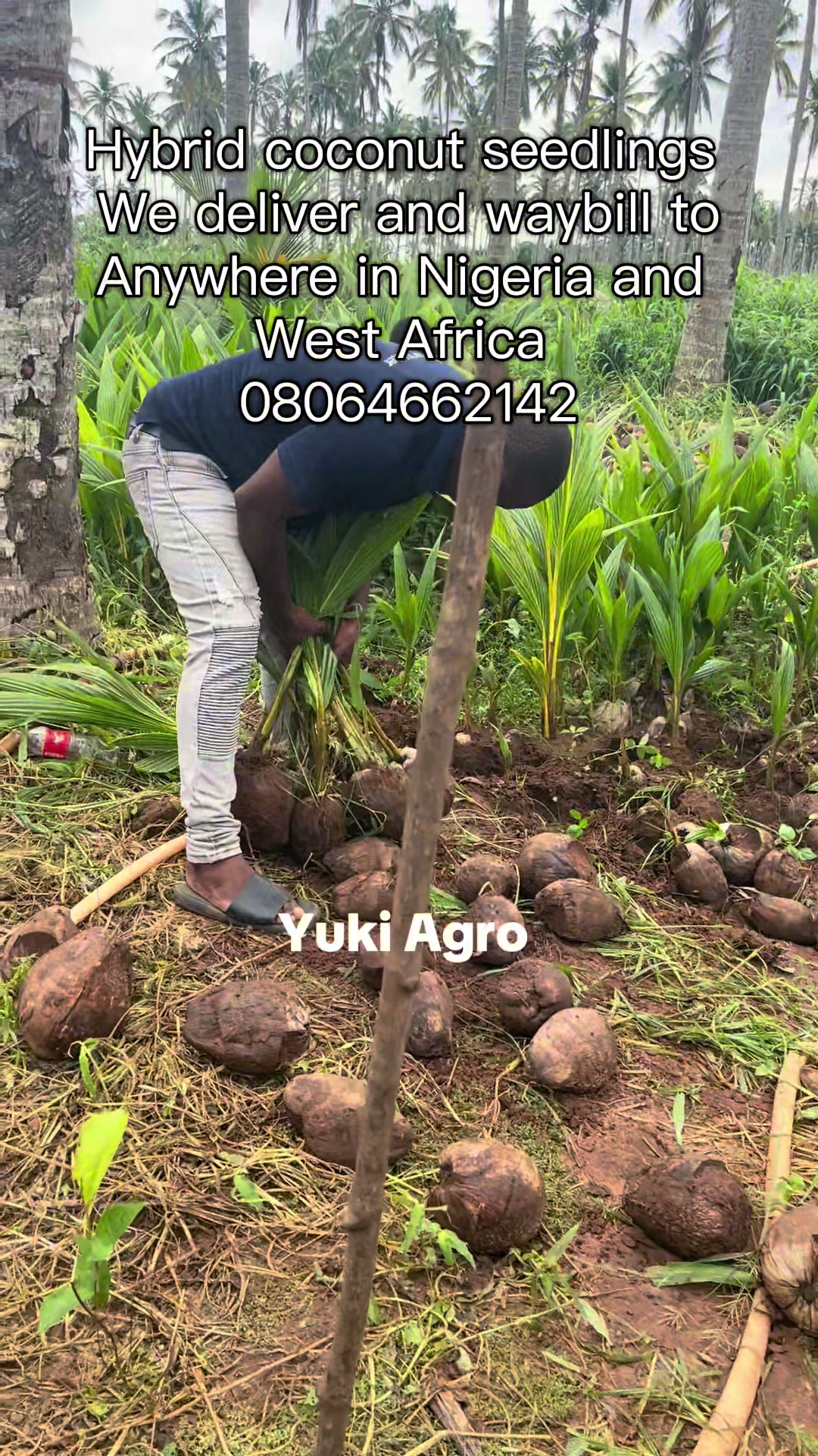 @BabaObaTv @Yuki Agro limited