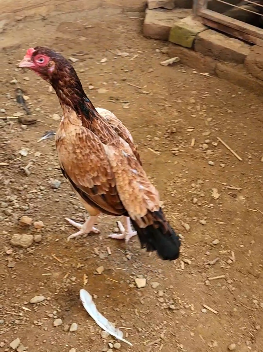 @Sajjad Aseel Farm