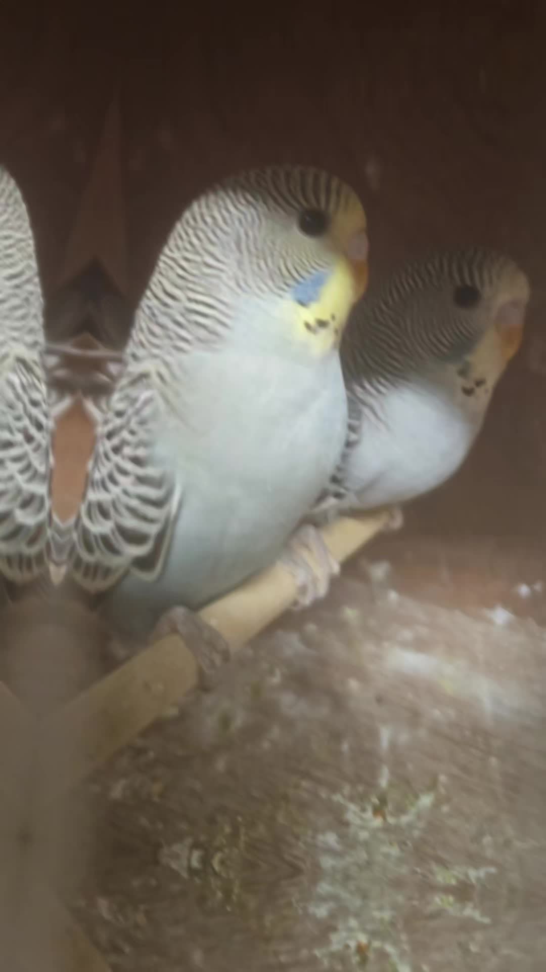 @shaws exotics