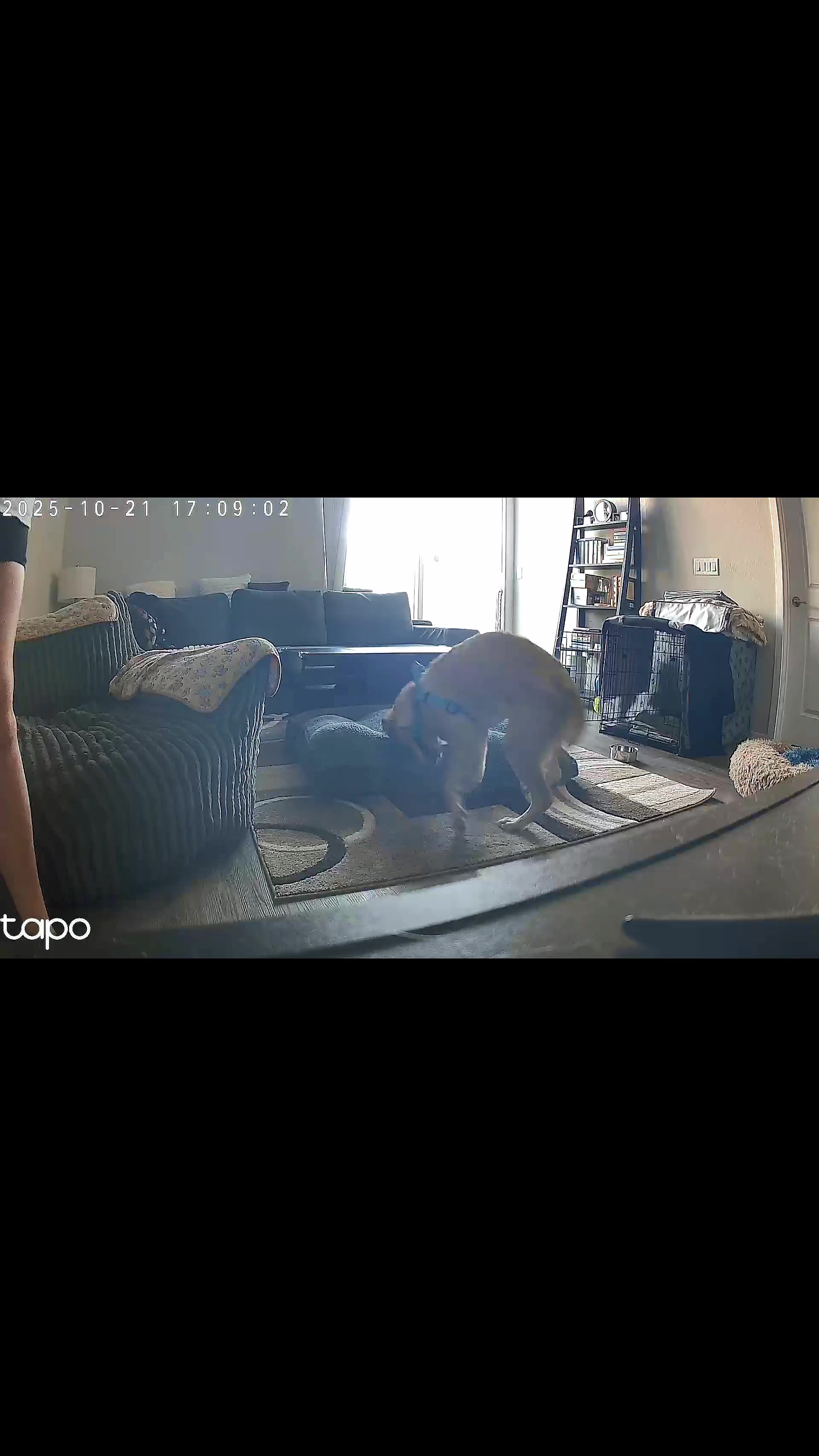 @Hope & Milo Shenanigans 🐾