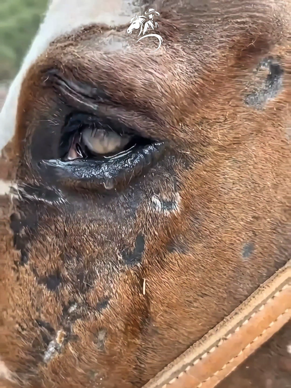@American Farrier 🇺🇸🇺🇲