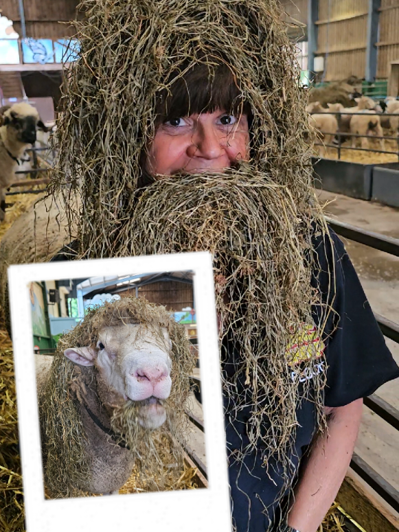 @The Big Sheep