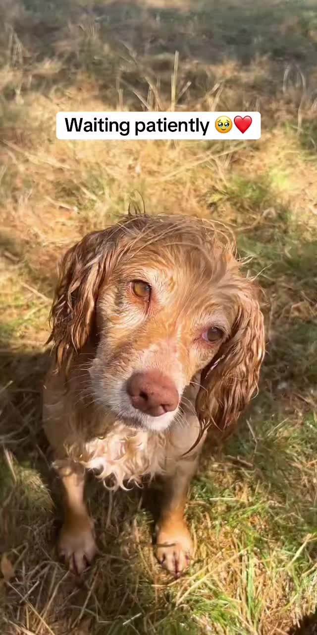 @Pipstar 🐕&zwj;🦺