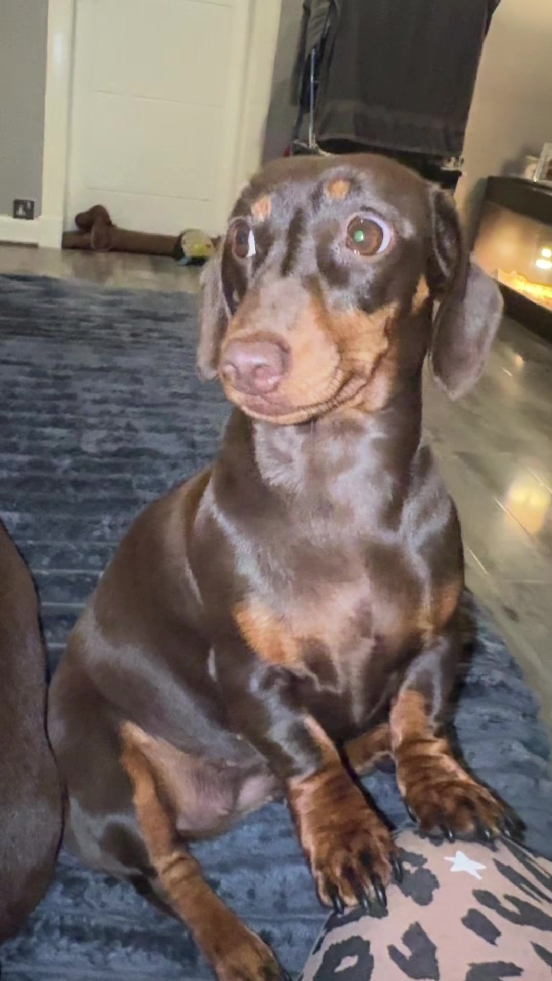 @ciciolive_mini_weiners