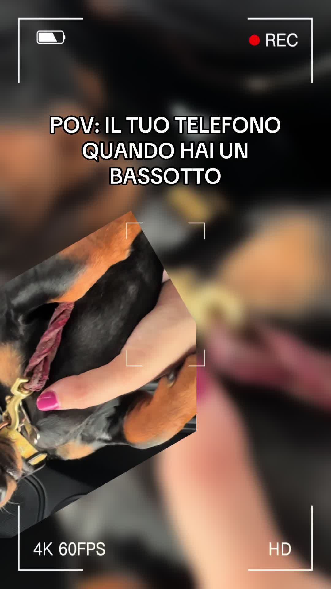 @Ippo_ettore_bettino BASSOTTI