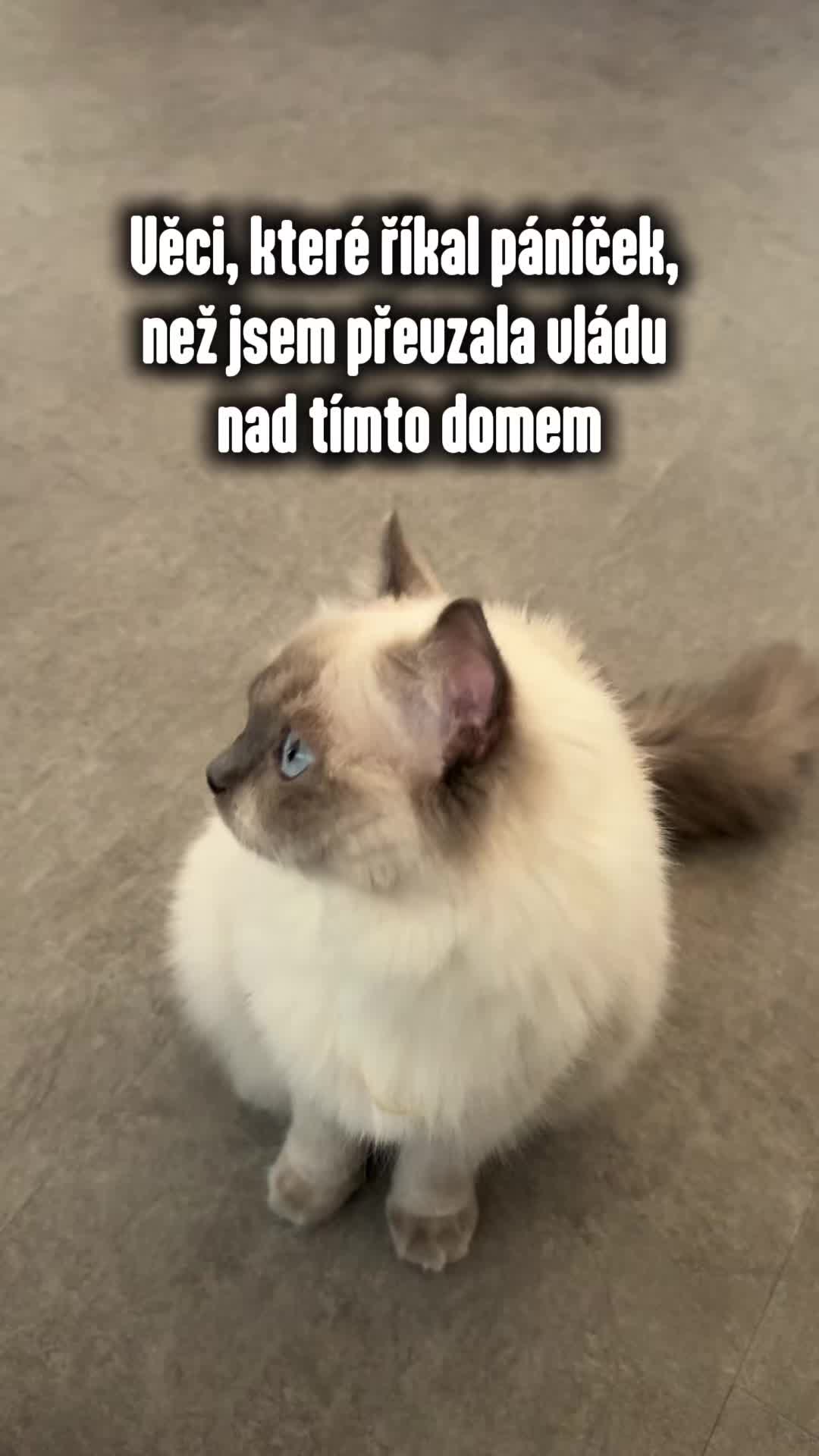 @animall_cz