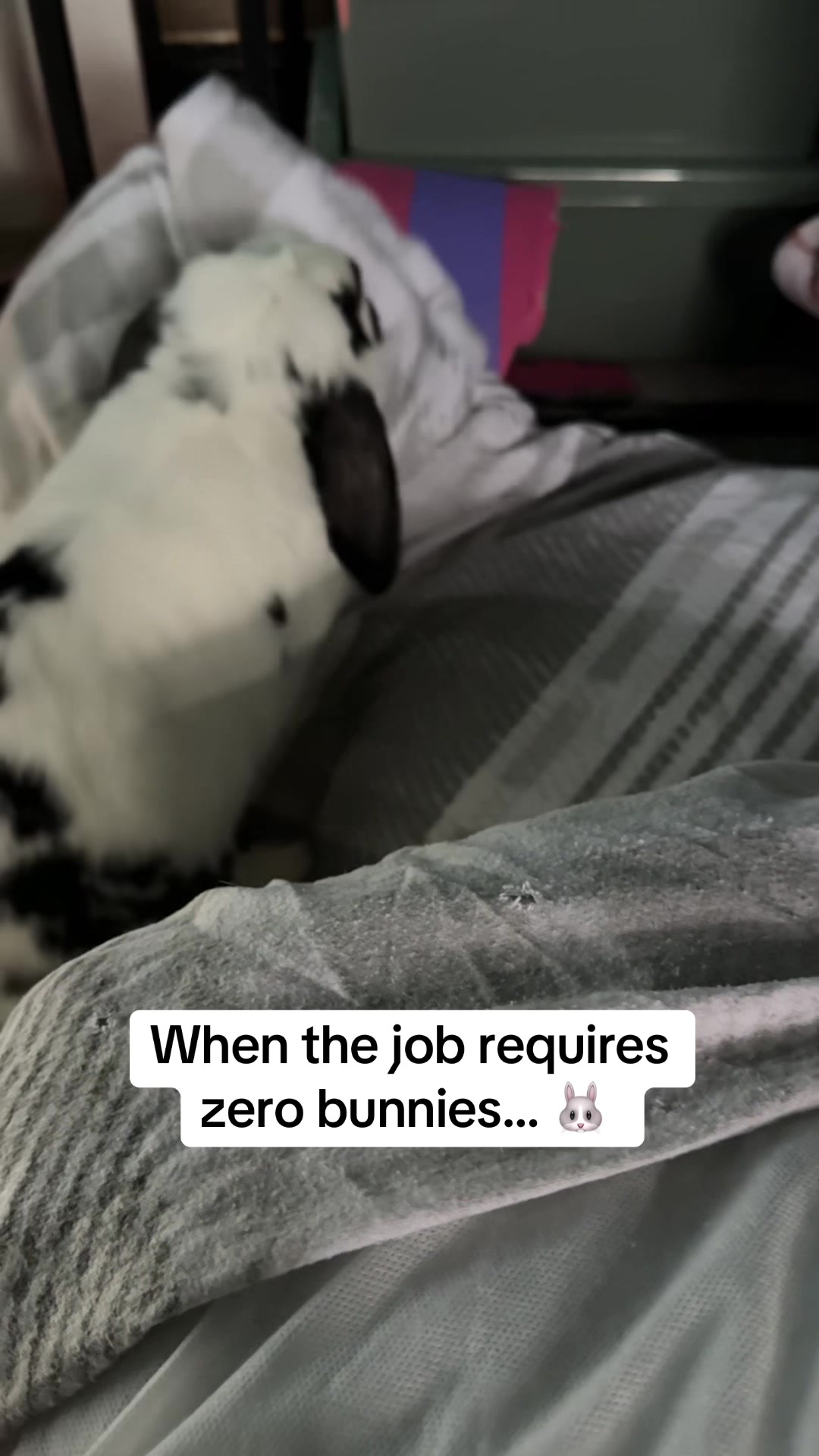 @Bun, two, three, four