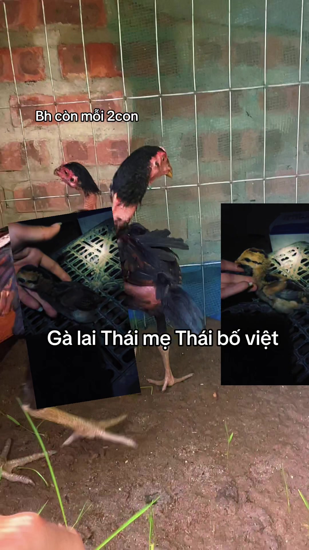 @Sinh gà Cỏ