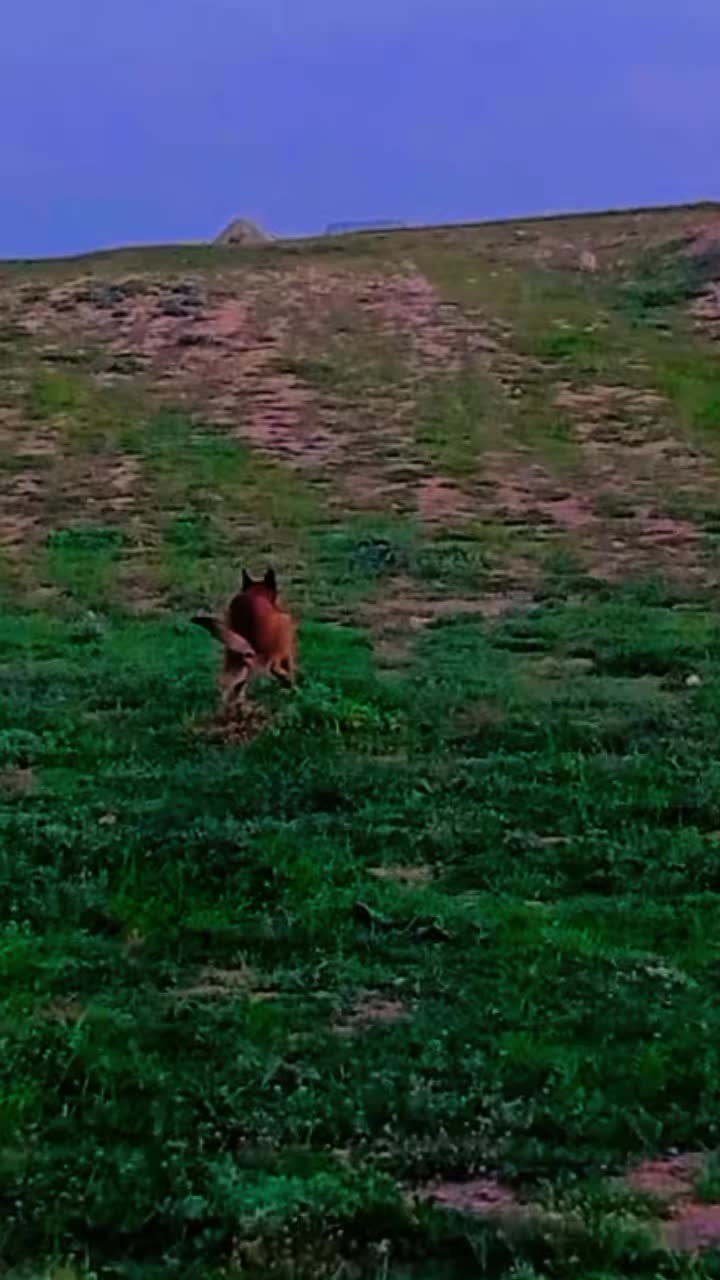 @Cizeer_kiva malinois k9 🐕🦺