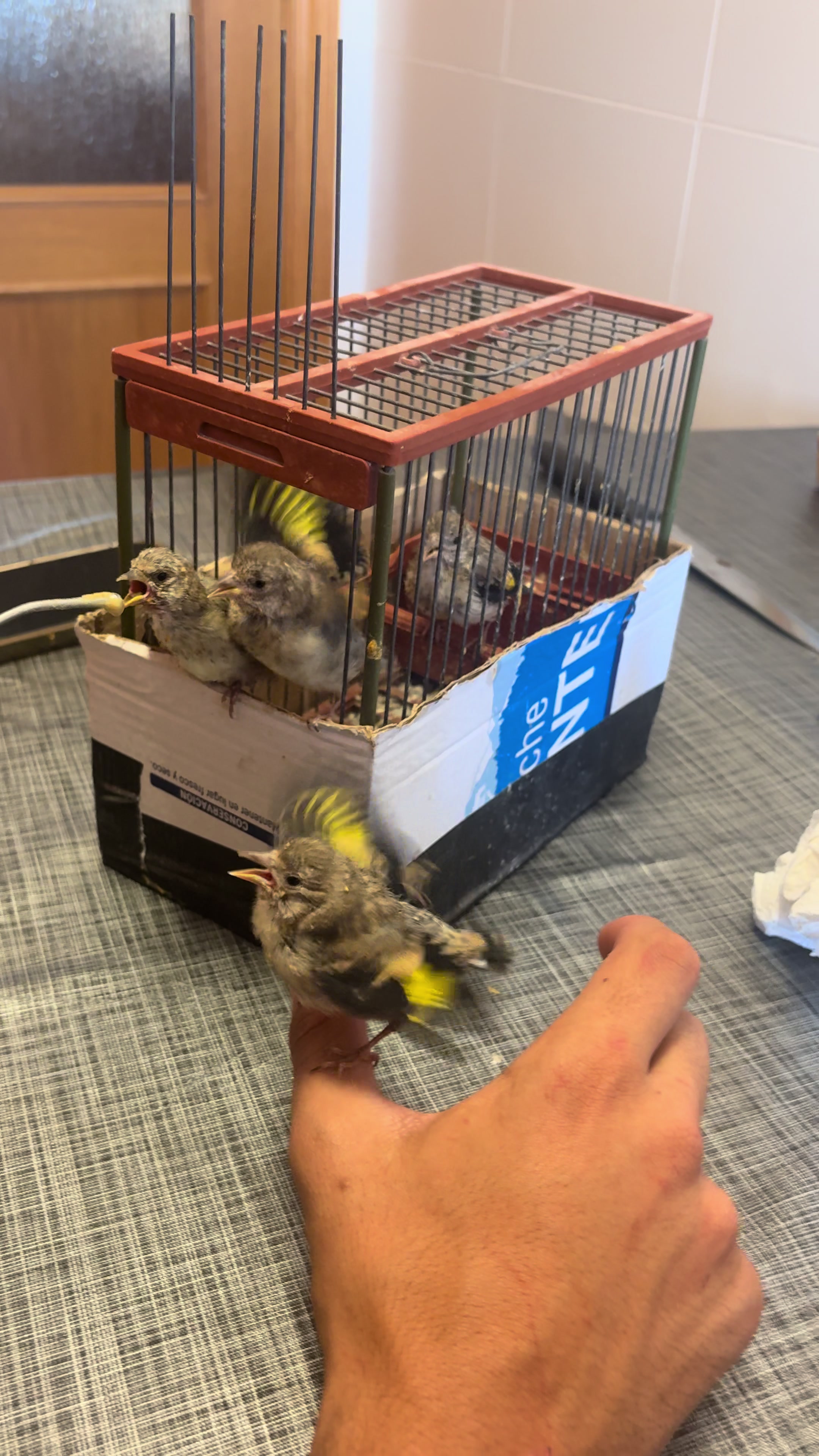 @AviarioAS