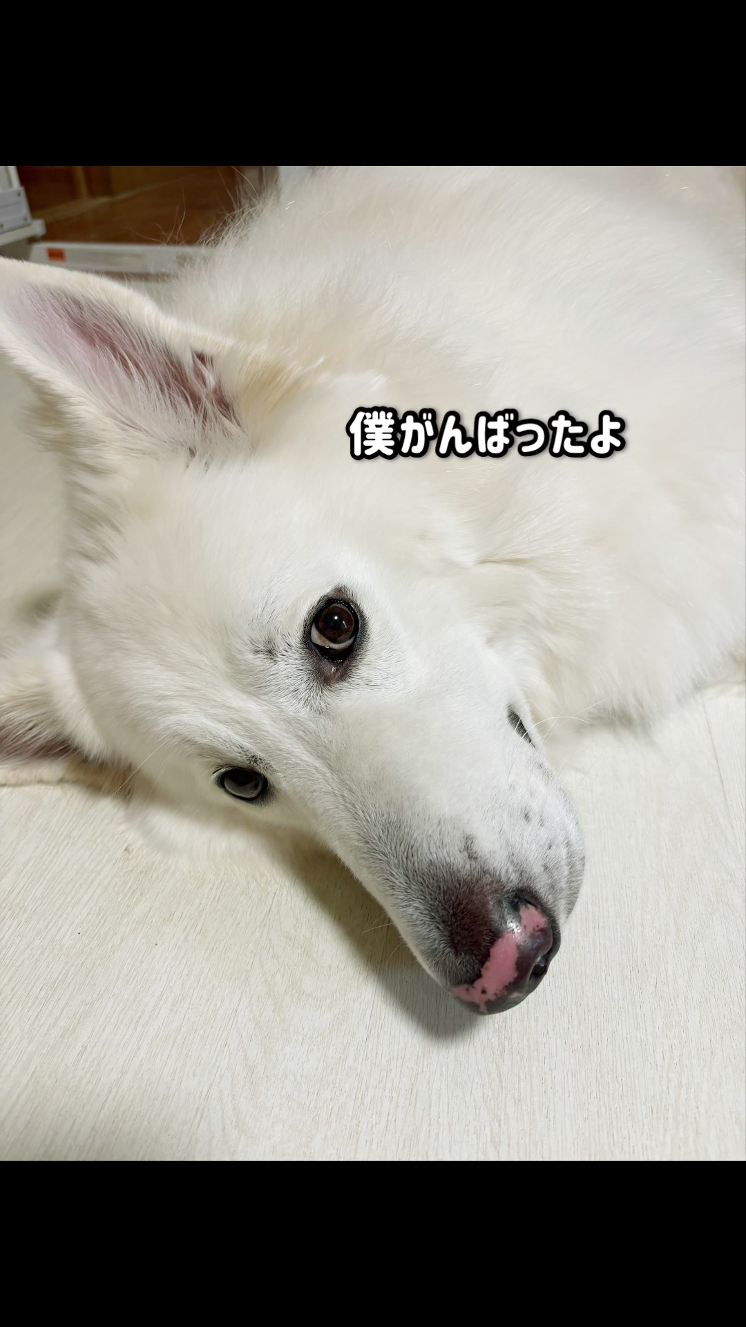 @ねこぷにもふ|ホワイトシェパードのハクちゃん
