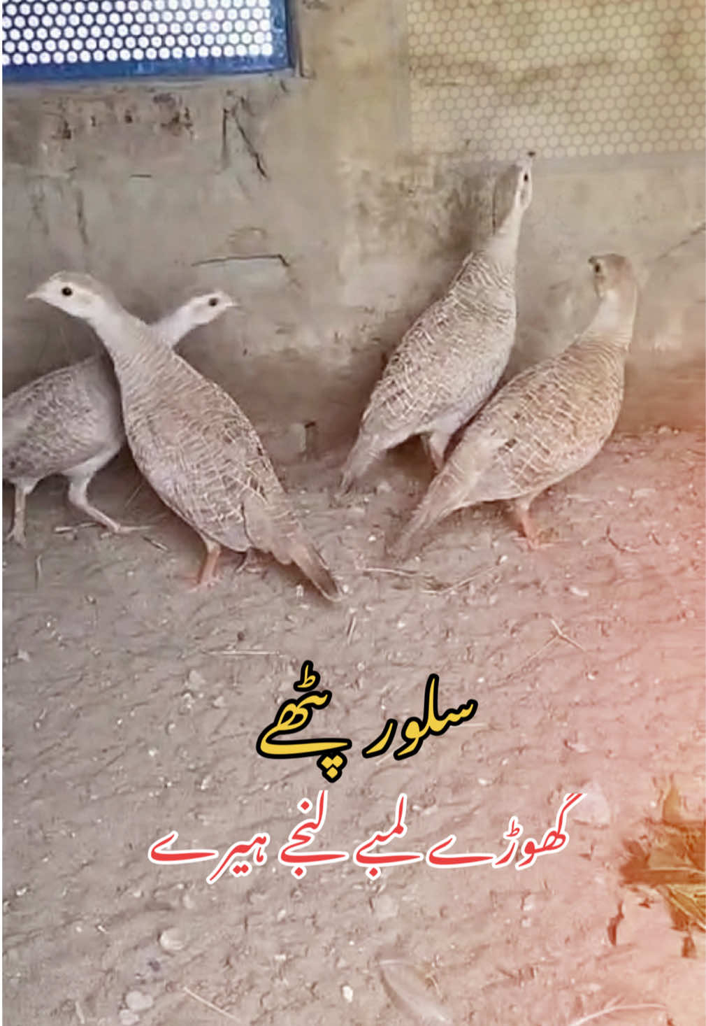 @Rayan Pets Zone