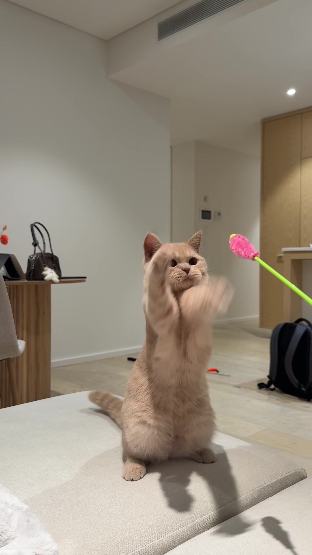 @Chuchu The British Shorthair