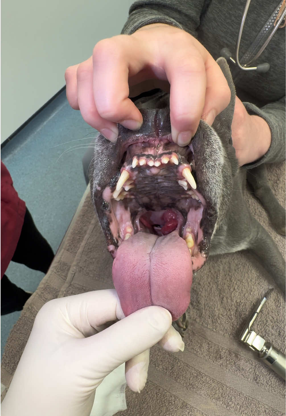 @Tomasthevet