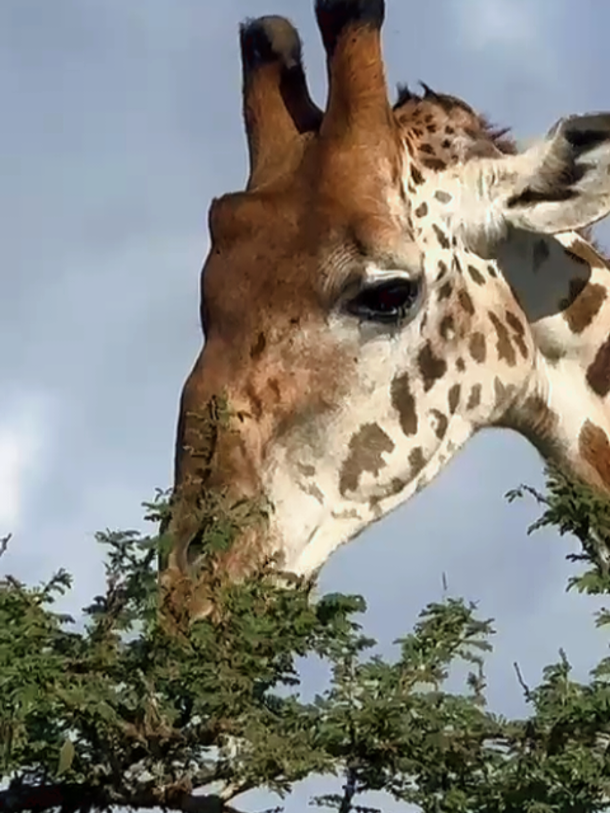 @uniquepreensafaris