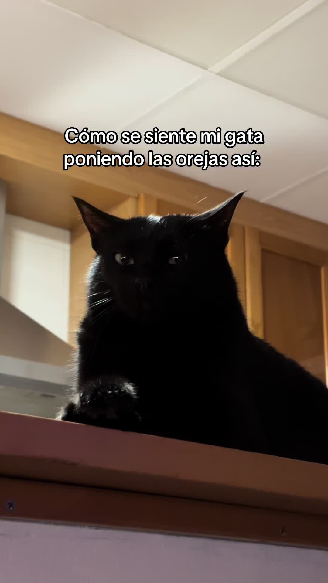 @BlackCatsMatter