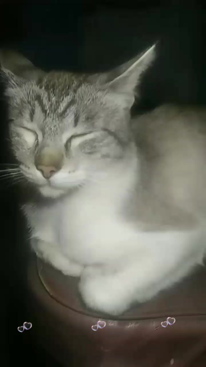 @https://www.tiktok.com/@bachit