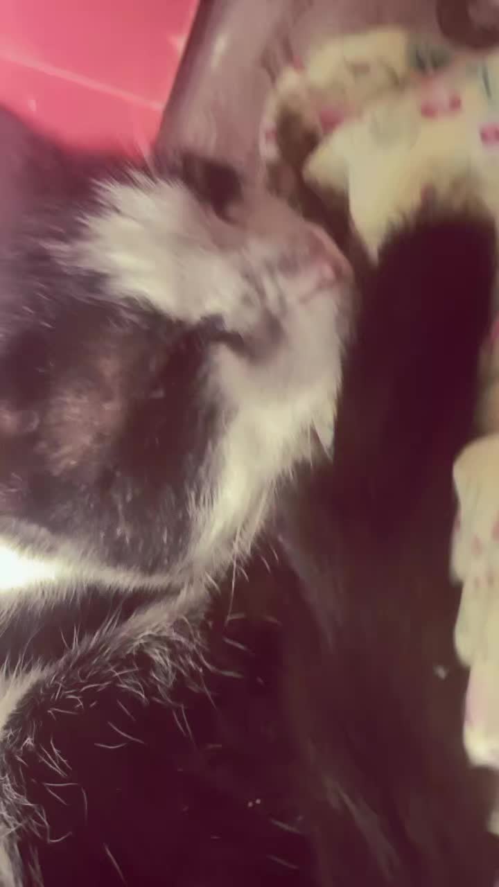 @Мукабай 🐈