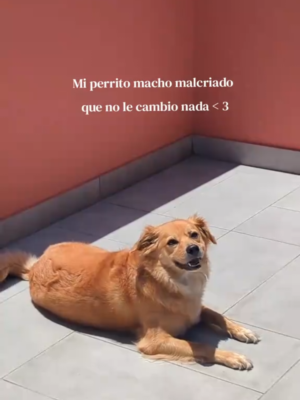 @mireyavmd