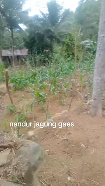 @Ziaucen Putri Mss