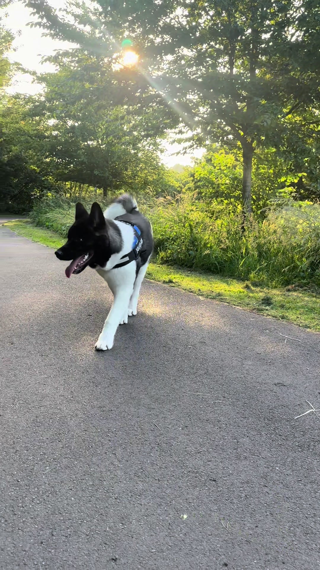 @EnzoTheAkita