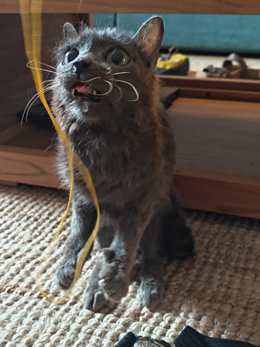 @blu_the_blep