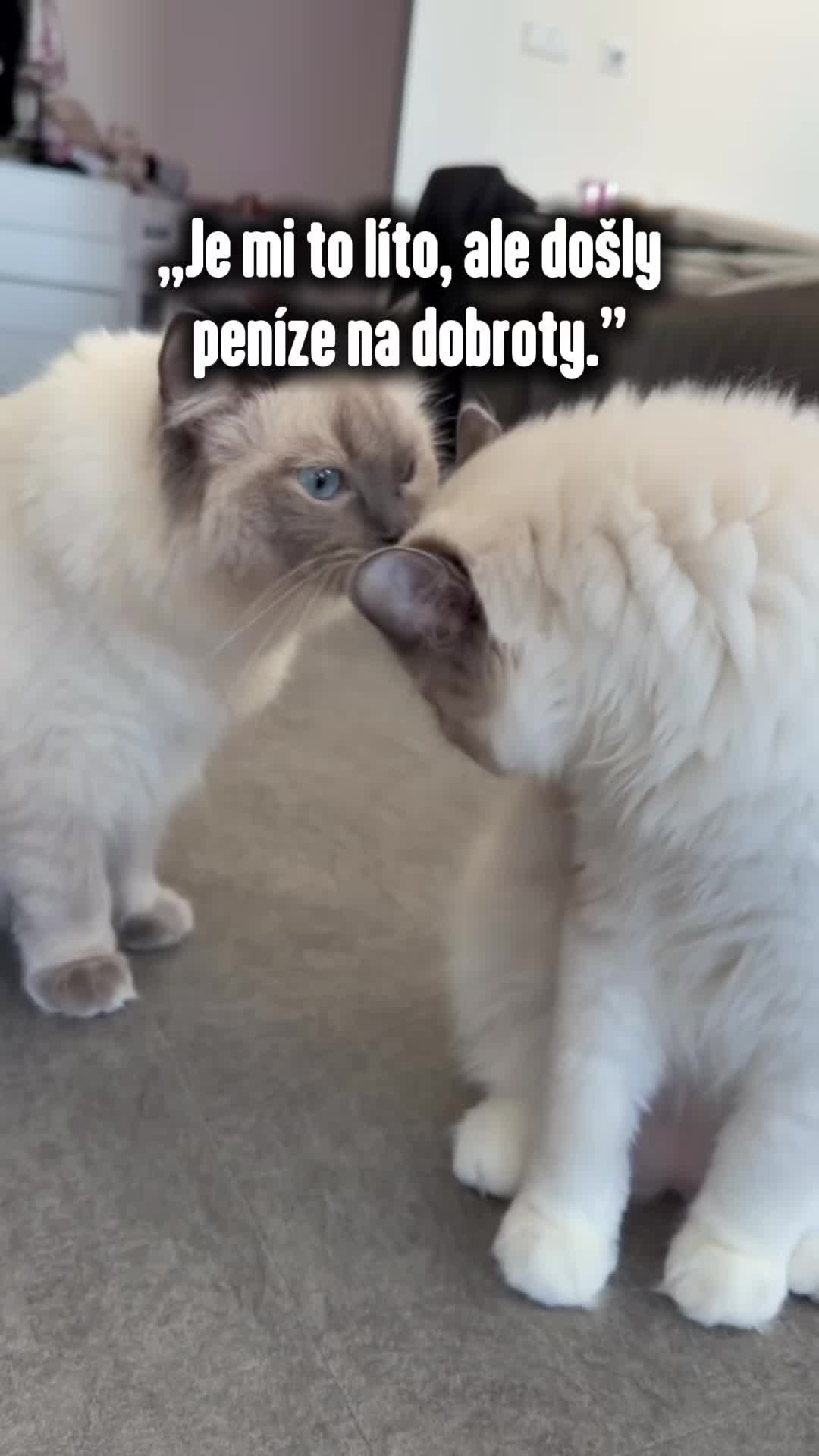 @animall_cz