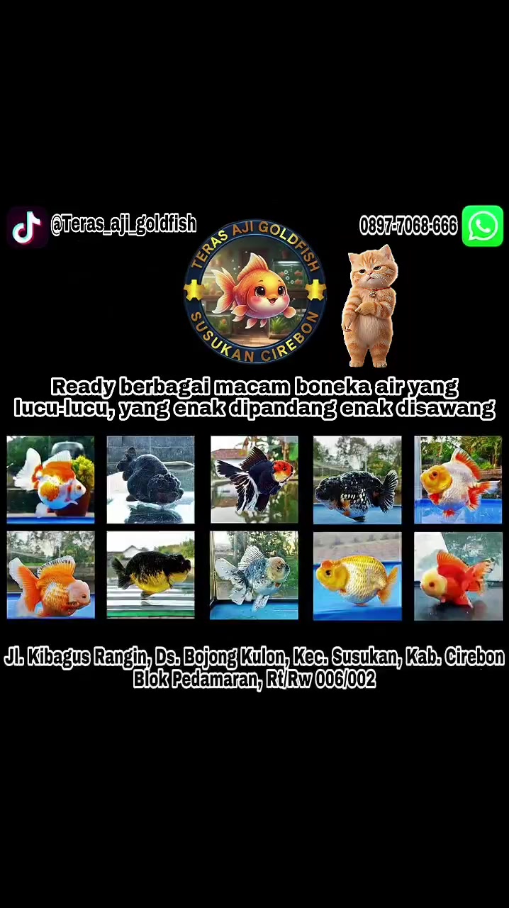 @Teras Aji Goldfish