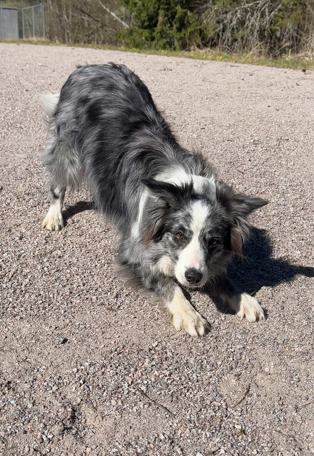 @bordercollieMuse