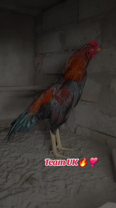 @Team UK