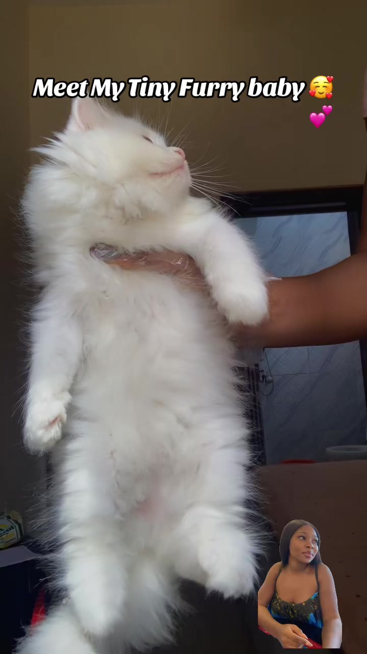 @Dera&rsquo;s cats🐈🐈🐈&zwj;⬛