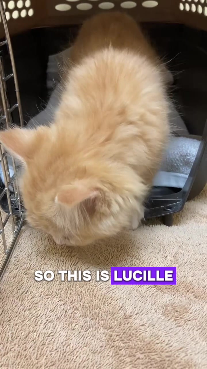 @ArlingtonAnimalHospitalsk