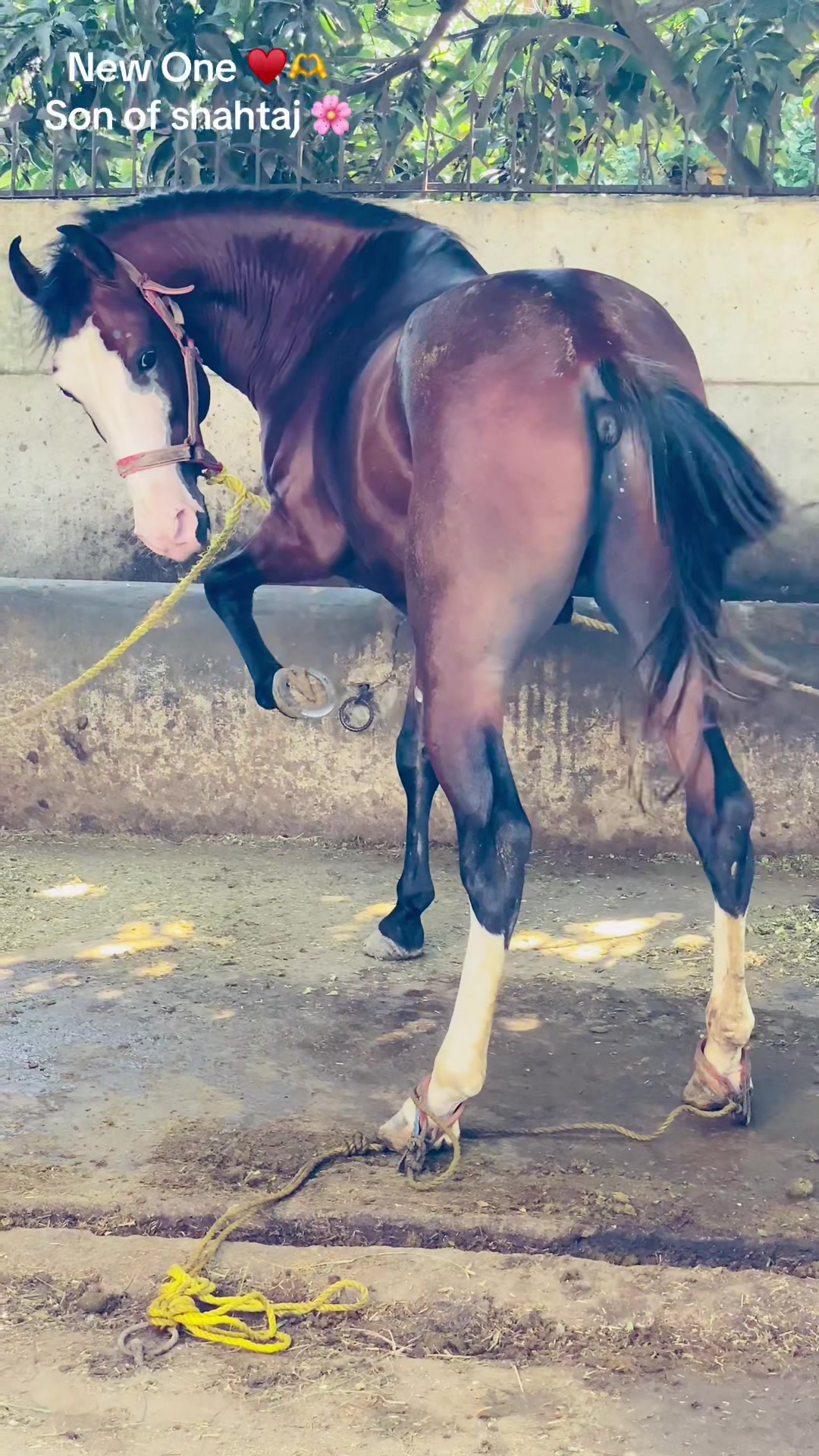 @Ch Hammad bokan &hearts;️🐎