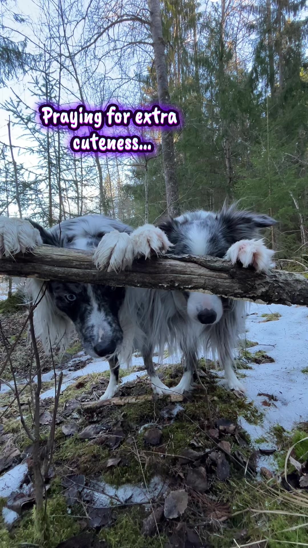 @bordercollieMuse