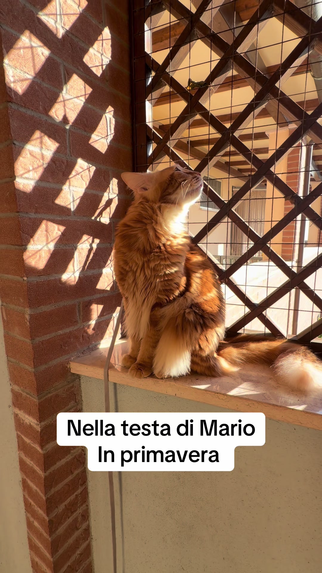 @Mariolover and friends