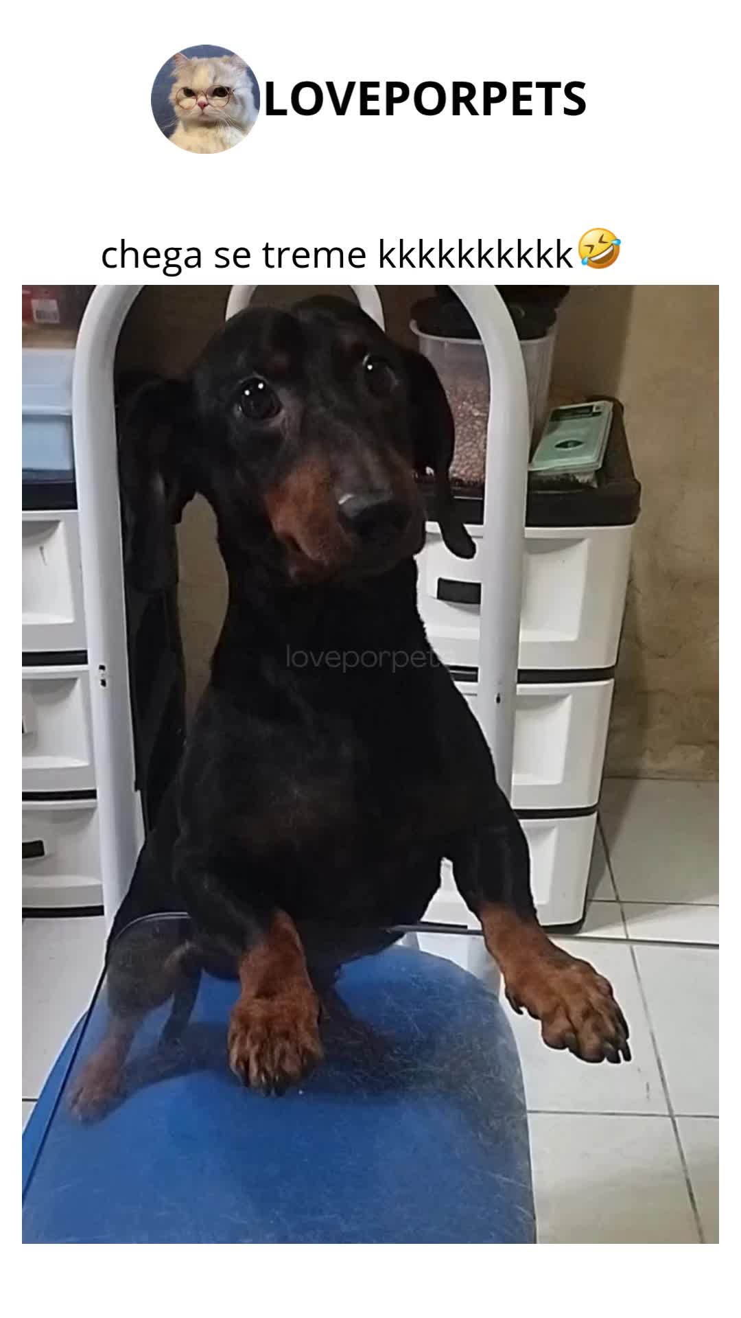 @LOVE POR PETS