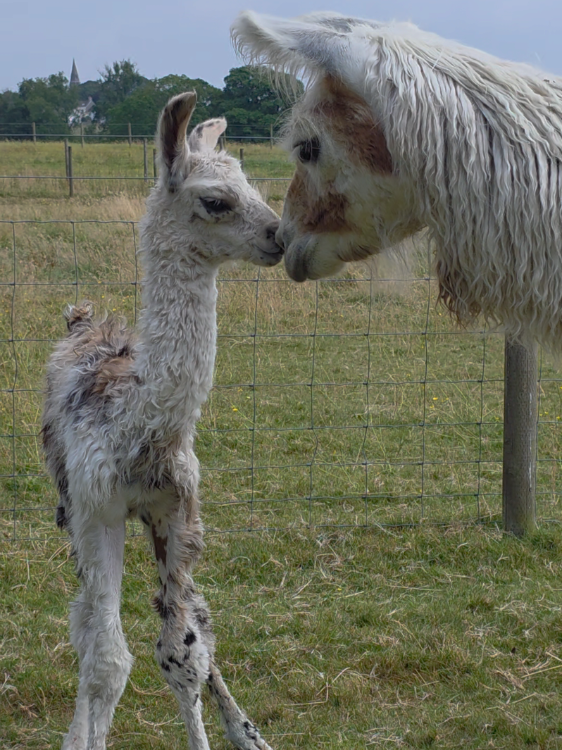 @Bardsea Alpacas and Llamas